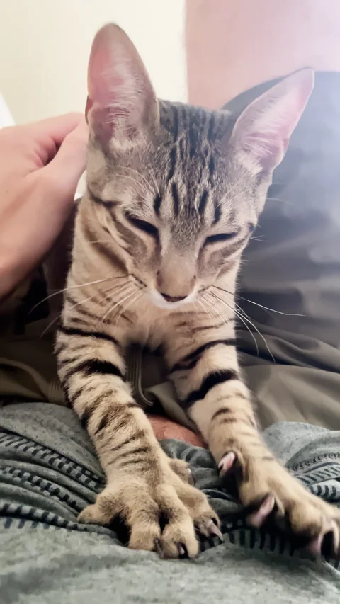 Young Tabby Cat Making Biscuits on Owners Lap Stock Footage 330240833