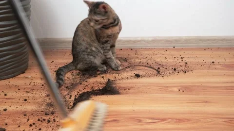 A young tabby cat is scattering earth from a flower pot, the cat is bored and Stock Footage 152630281