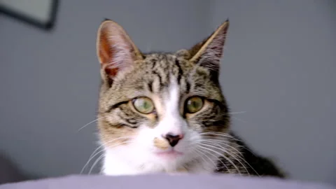 Young tabby cat sitting down in bedroom watching her surroundings Stock Footage 246429085