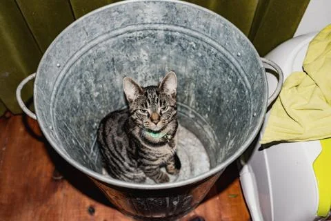 Young tabby cat sitting in empty garbage bin. High angle view. Stock Photos