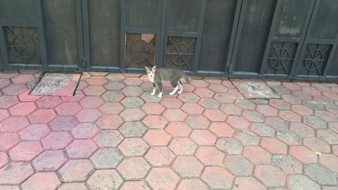 Young tabby cat standing on red hexagonal paving blocks outside a black met.. Fotos de archivo