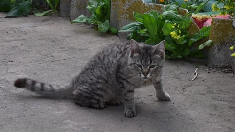 Young tabby cat walking on a concrete path in a garden Stock Footage 338004441