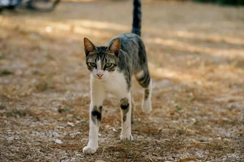 Young Tabby Cat Walking Toward Camera on Dry Forest Ground in Natural Habitat Stock Photos