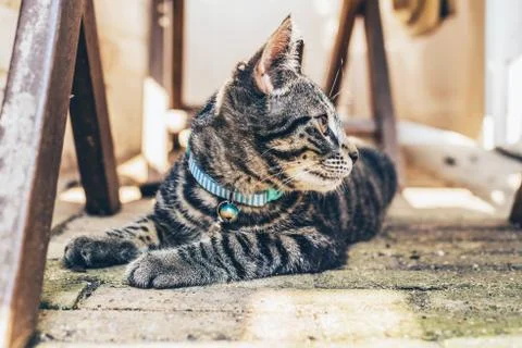 Young tabby cat wearing a blue collar Stock Photos