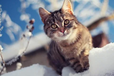 Young tabby cat in winter on snow Stock Photos