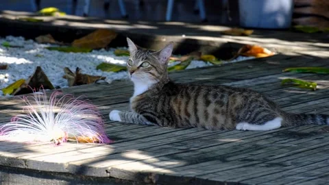Young tabby kitten cat resting on deck with beautiful exotic flower fluttering Stock Footage 348120144