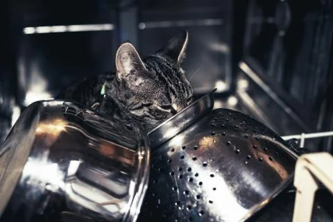 Young tabby kitten exploring inside a dishwasher Stock Photos