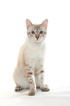 Young tabby. Stock Photos