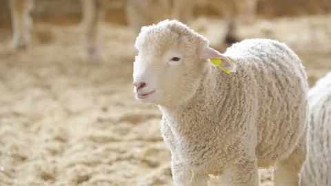 Young Tagged Lamb Scratching Back and Walking in Barn at Anseong Farmland Korea Stock Footage 334768005