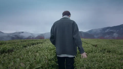 Young tall guy walk on tea plantation and touching the leaves Stock Footage 150689216