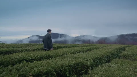 Young tall guy walk on tea plantation and touching the leaves Stock Footage 150689291