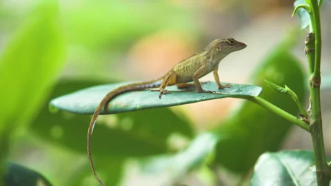 Young tan lizard posing on a green leaf in a tropical climate. Stock Footage 244420669