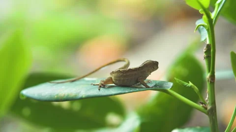 Young tan lizard sitting on a leaf eats on a little bug Stock Footage 244420684