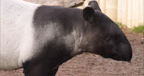 Young Tapir Stock Footage 234183837
