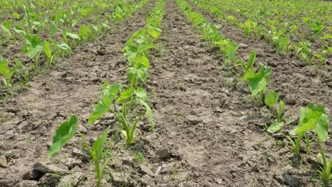 Young taro plantation Stock Footage 334001211