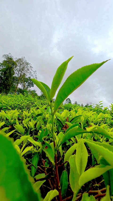 Young tea leaves growing under cloudy sky Stock Footage 333492486