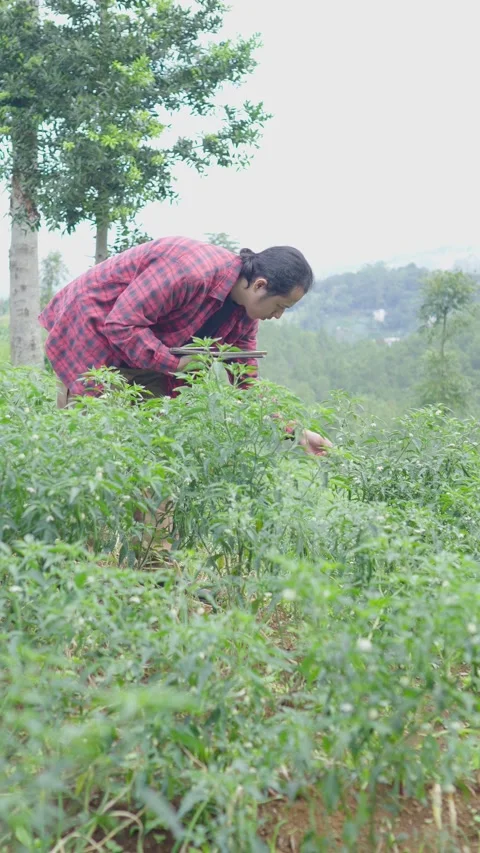 Young tech savvy farmer squatting between chili plants while checking crop Stock Footage 309914835