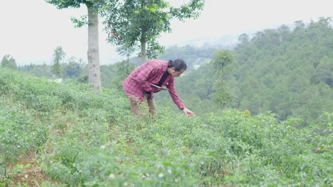 Young tech savvy farmer squatting between chili plants while checking crop healt Stock Footage 309915220