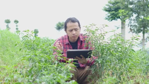 Young tech savvy farmer squatting between chili plants while checking crop .. Stock Footage 309915559