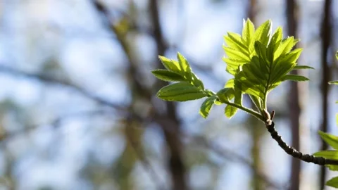 Young tender leaves on the branches of a tree in spring. 스톡 동영상 276332317