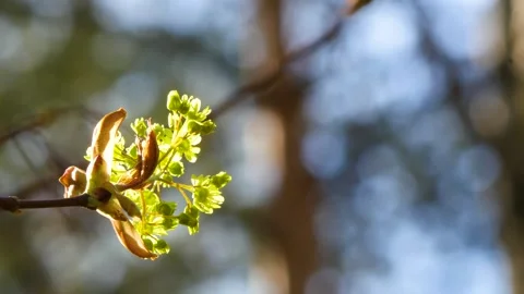Young tender leaves on the branches of a tree in spring. Vídeos de archivo 276332327