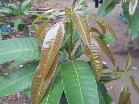 Young tender leaves of a mango tree. Stock Photos