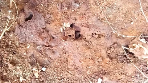 Young termite Stock Footage 290918893