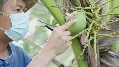 A young Thai agricultural worker is checking the quality of the trees in the Stock Footage 154326305