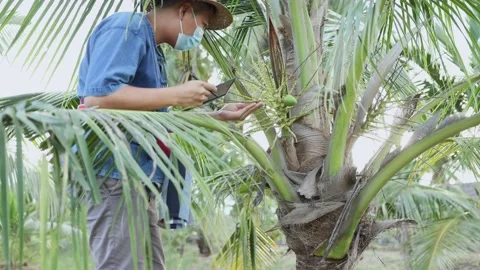 A young Thai agricultural worker is checking the quality of the trees in the Stock Footage 154533324