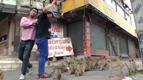 A young Thai couple feeds a flock of wild monkeys. Thailand 库存影片 112999815