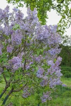 Young, thin and fresh violet bush of lilac blooming outside in spring. Gard.. Stock Photos