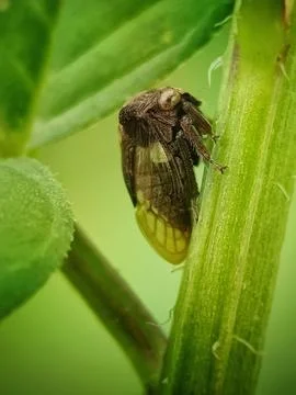 Young Thorn Hopper Stock Photos