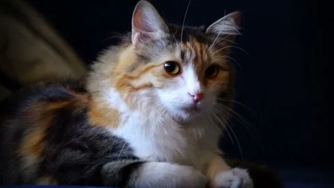 Young three-colored cat lying on the pillow Stock Footage 93921912