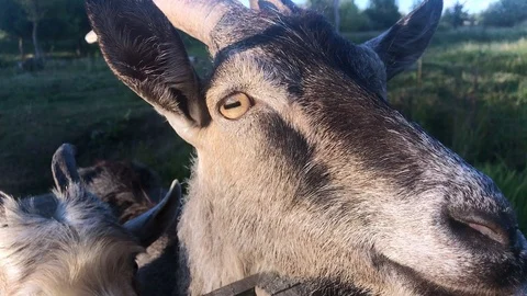 A young three goats grazes on a spring meadow in wooden bridge. Close-up of a Stock Footage 114381255