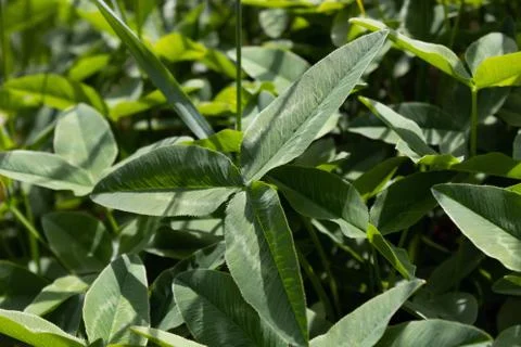Young three-leafed clover in the rays of the bright spring sun Stock Photos