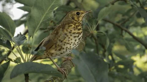 Young thrush on a branch of apple tree, summer Stock Photos