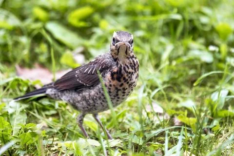 Young thrush on green grass. Stock Photos