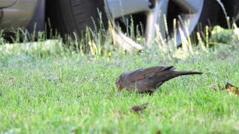 Young thrush looks for cherry in the grass and pecks Stock Footage 221121500