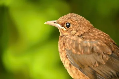 Young Thrush 库存照片