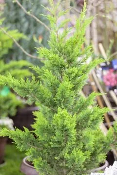 Young thuja Stock Photos
