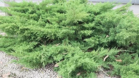 A young thuja planted on the curb. Stock Footage 221314479