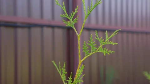 Young Thuja Tree Growing In Residential Backyard Garden Stock Footage 337829658