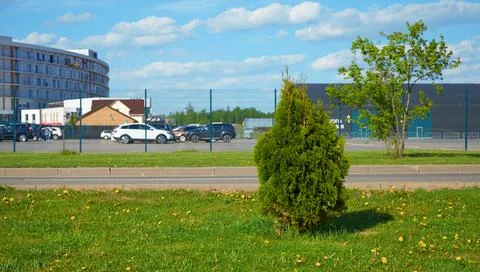 Young thuja tree grows next to the parking lot Stock Photos