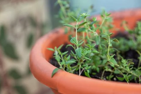 Young thyme Stock-Fotos