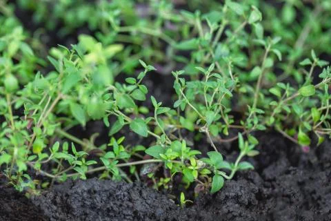 Young thyme Stock Photos