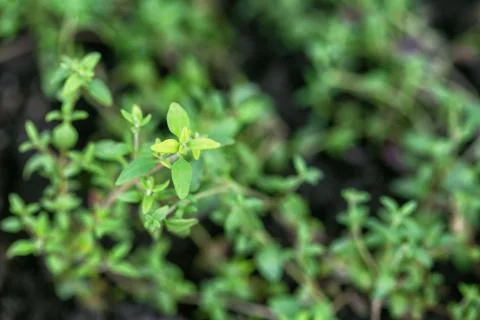 Young thyme Foto stock