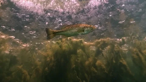 Young tiger bass Stock Footage 307646287