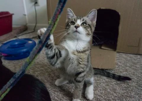 Young tiger cat looking at string toy Stock Photos