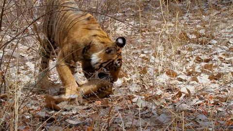 Young Tiger on a deer kill Stock Footage 112980842