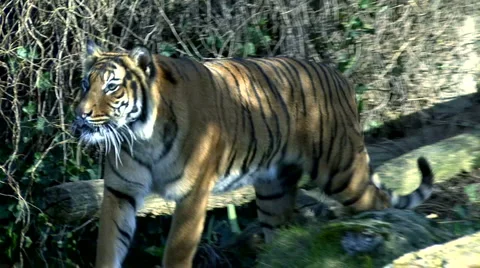 Young Tiger 스톡 동영상 1075920